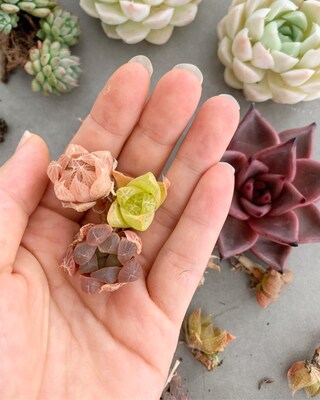 Rare Succulent - Haworthia Babies (mini mix) - image1
